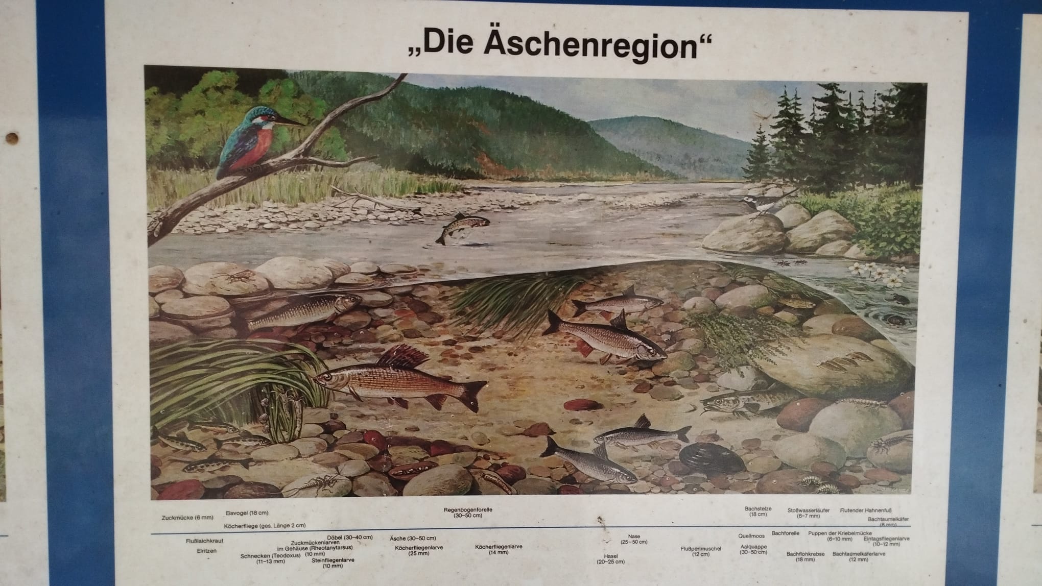 Äschenprojekt OWL