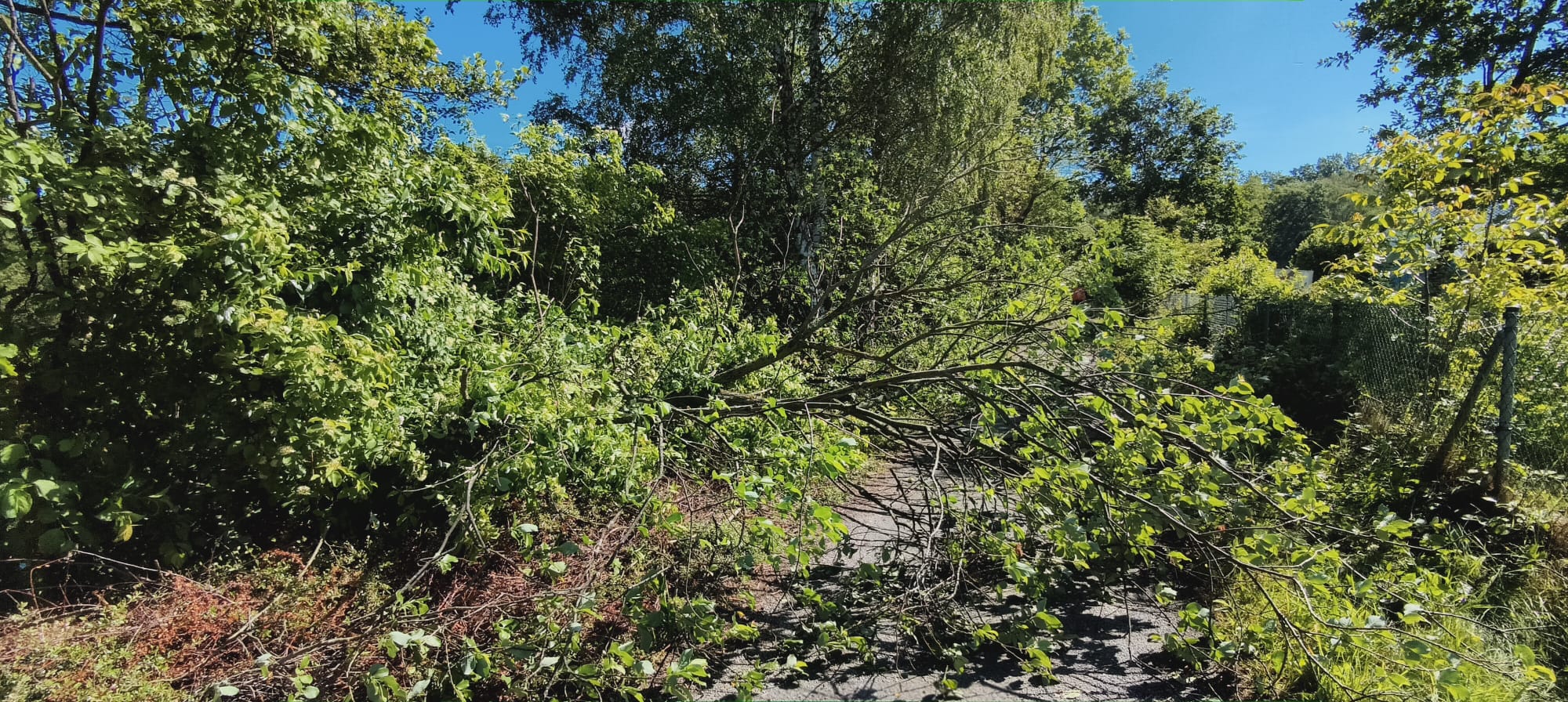 Sturmschäden am Waldsee